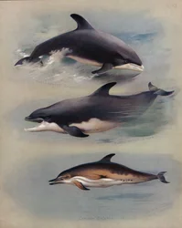 White-beaked Dolphin, Bottle-nosed Dolphin, Common Dolphin